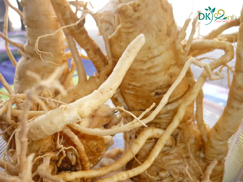 Chùm ngây ngâm rượu