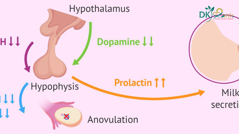 Cơ chế sản xuất Prolactin