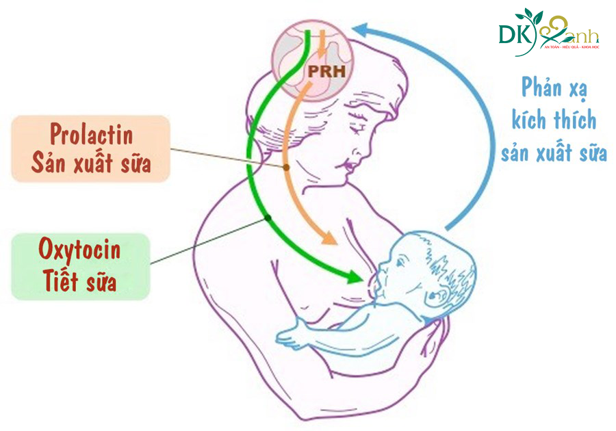 Oxytocin và Prolactin là 2 hormone liên quan đến việc sản sinh sữa mẹ