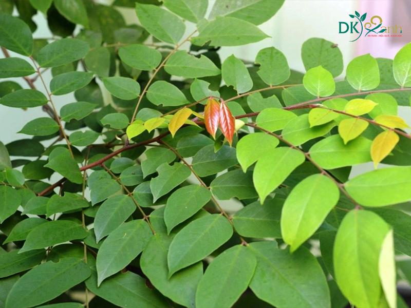 Sử dụng lá khế để trị mụn