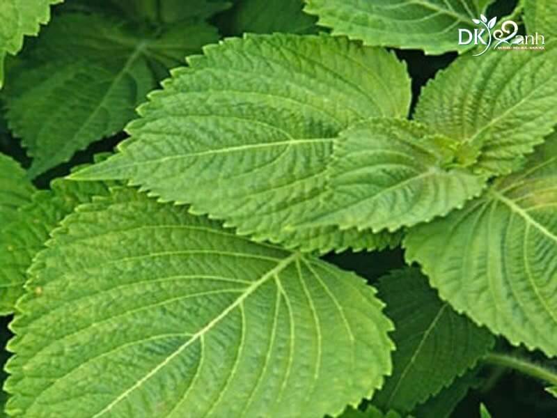 Thành phần kinh giới