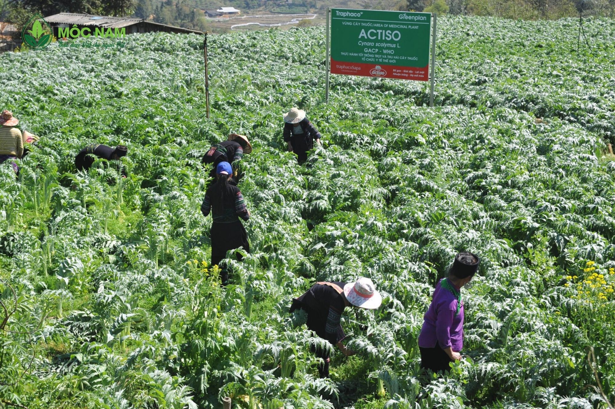 traphacosapa-cay-actiso-moc-nam