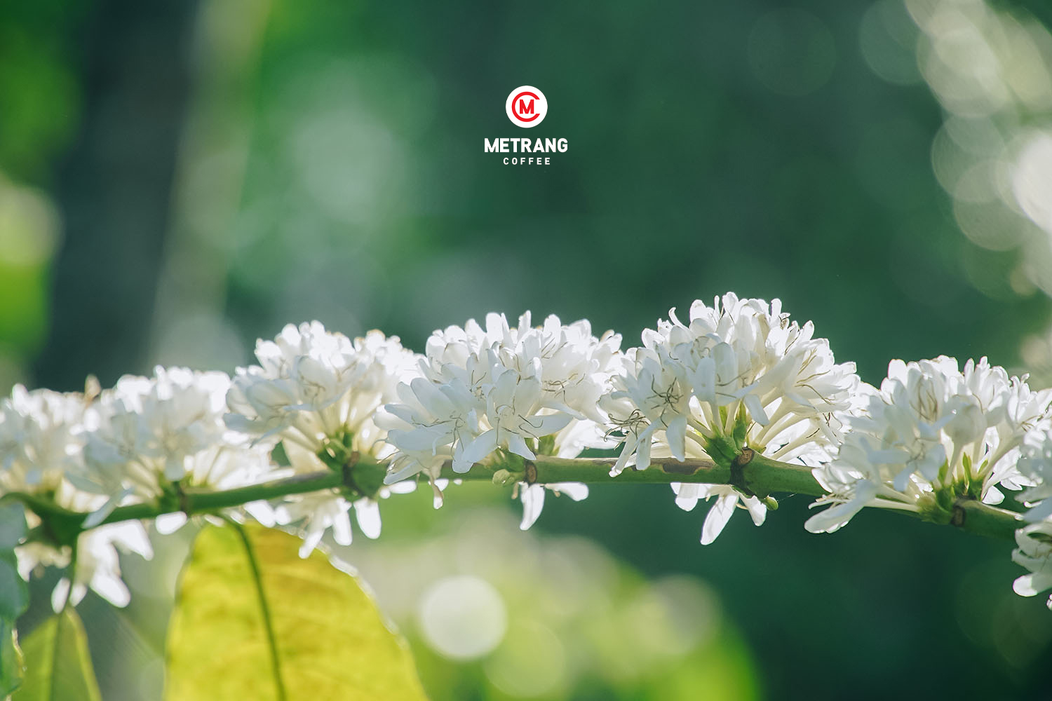 cà phê Việt Nam, cà phê mê trang, cà phê robusta, cà phê arabica, cà phê hạt, cà phê pha máy, cà phê bột, cà phê sạch, cà phê cao cấp, cà phê hòa tan, cà phê hút chân không, cà phê đặc sản, cà phê chế biến ướt, OEM coffee, ODM coffee
