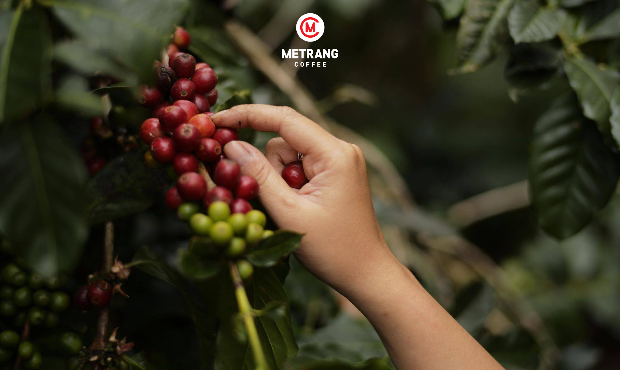 cà phê Việt Nam, cà phê mê trang, cà phê robusta, cà phê arabica, cà phê hạt, cà phê pha máy, cà phê bột, cà phê sạch, cà phê cao cấp, cà phê hòa tan, cà phê hút chân không, cà phê đặc sản, cà phê chế biến ướt, OEM coffee, ODM coffee