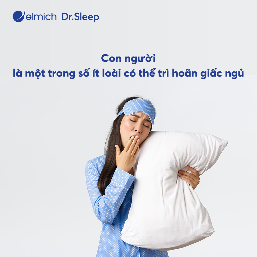 con người là một trong số ít loài vật có khả năng "chống lại" cơn buồn ngủ?