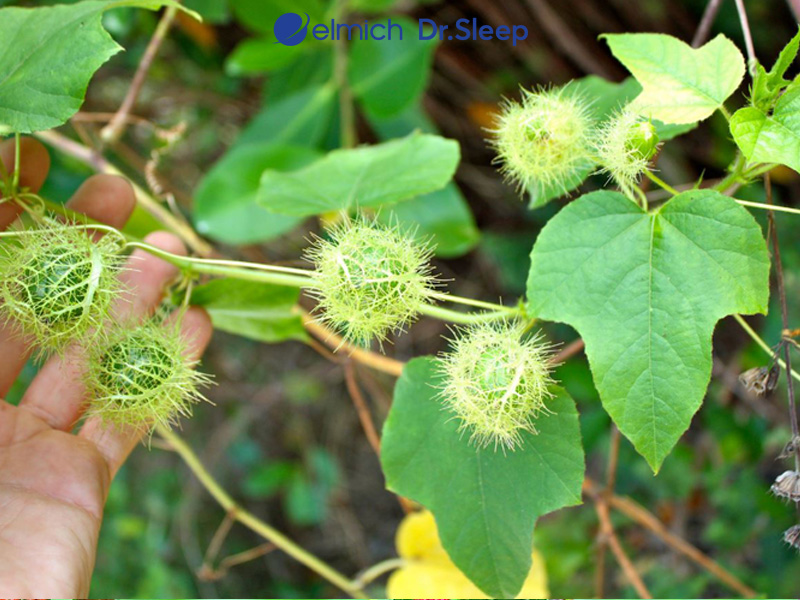 Cây lạc tiên chữa mất ngủ