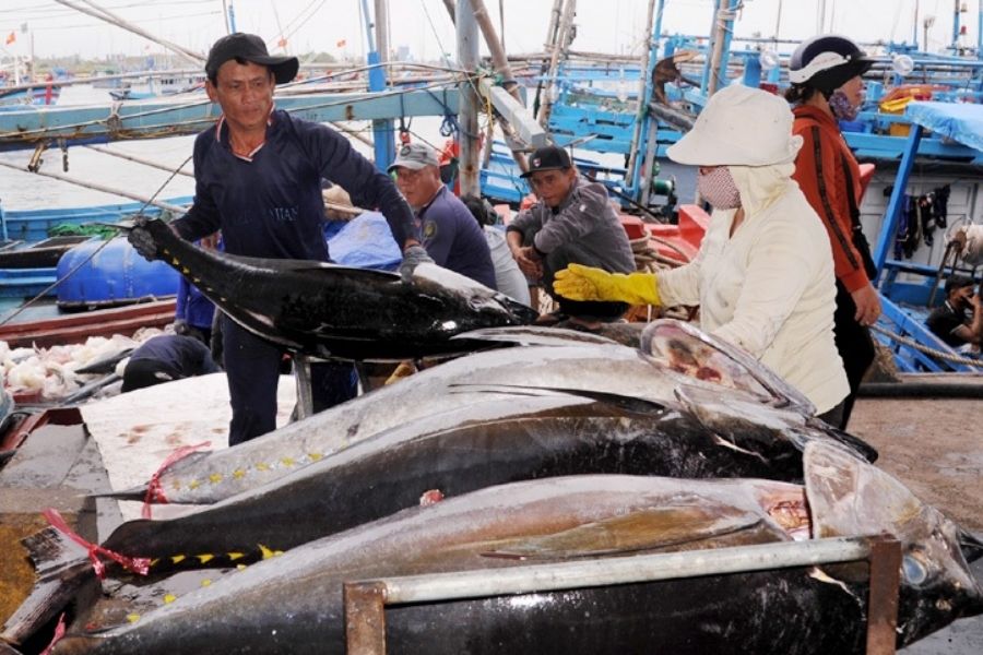 Khám phá vẻ đẹp chân chất tại cảng cá Phú Lạc Phú Yên