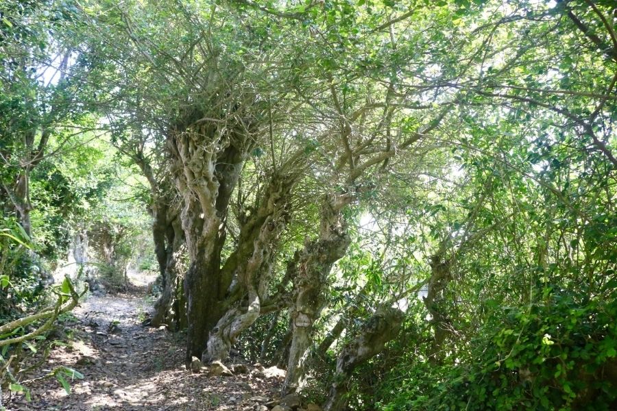 Khám phá Đồi Cổ Thạch