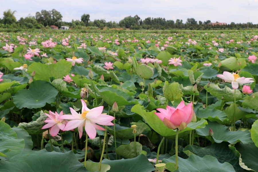 Ngắm đầm sen Đồng Tháp Mười nở rộ vào tháng 6