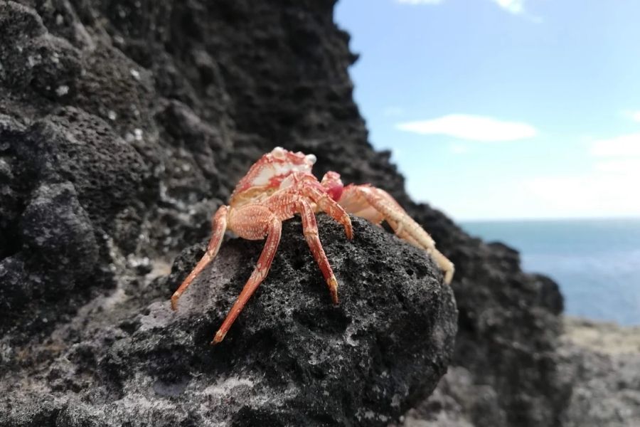 Mũi Yến Phú Yên