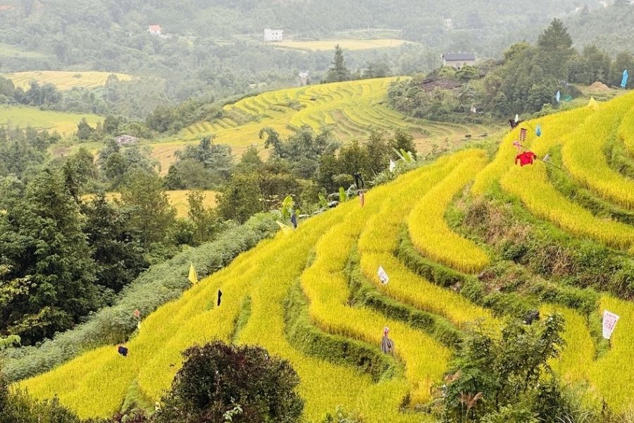 Ruộng bậc thang Cao Thắng Bình Liêu