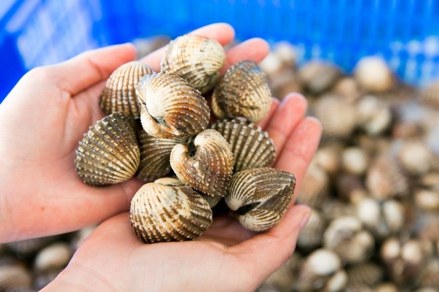 Đặc sản sò huyết đầm Ô Loan Phú Yên