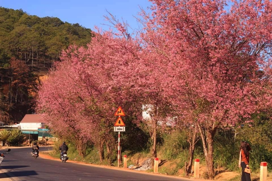 Check-in hoa đào nở ở Đà Lạt mộng mơ