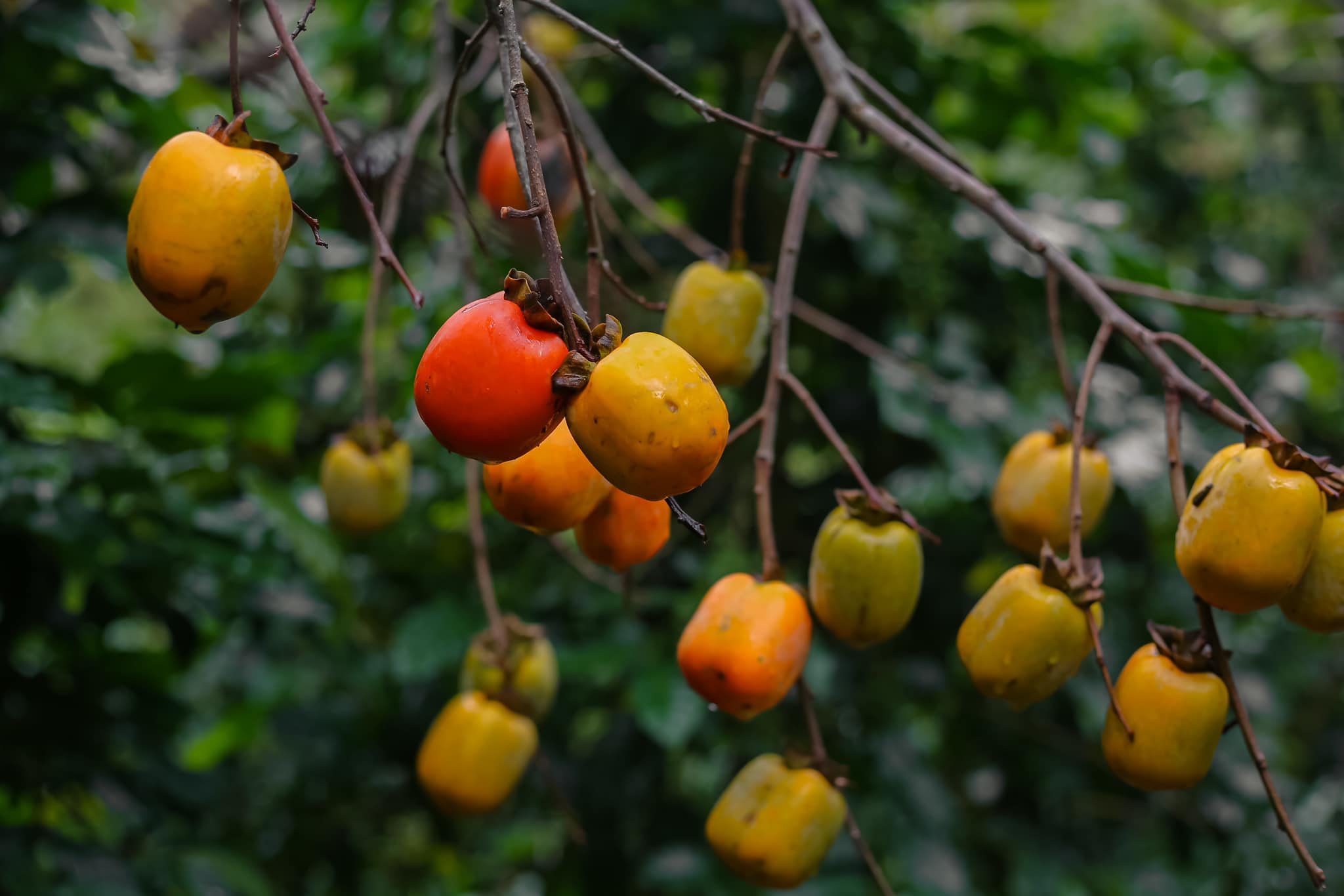 Hương Vị Đặc Trưng Của Những Quả Hồng