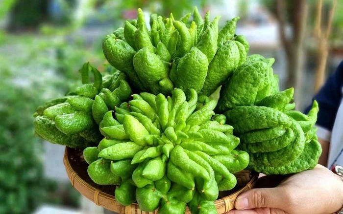 Giới Thiệu Về Quả Phật Thủ