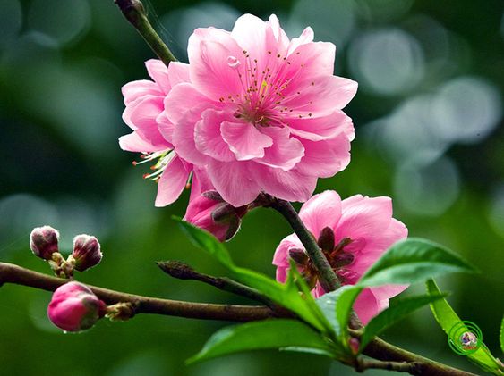 Ý Nghĩa Hình Ảnh Hoa Đào