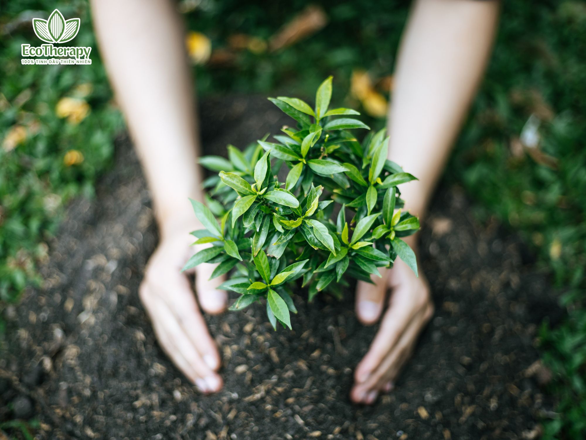 EcoTherapy - Sự an toàn và lành tính từ thiên nhiên