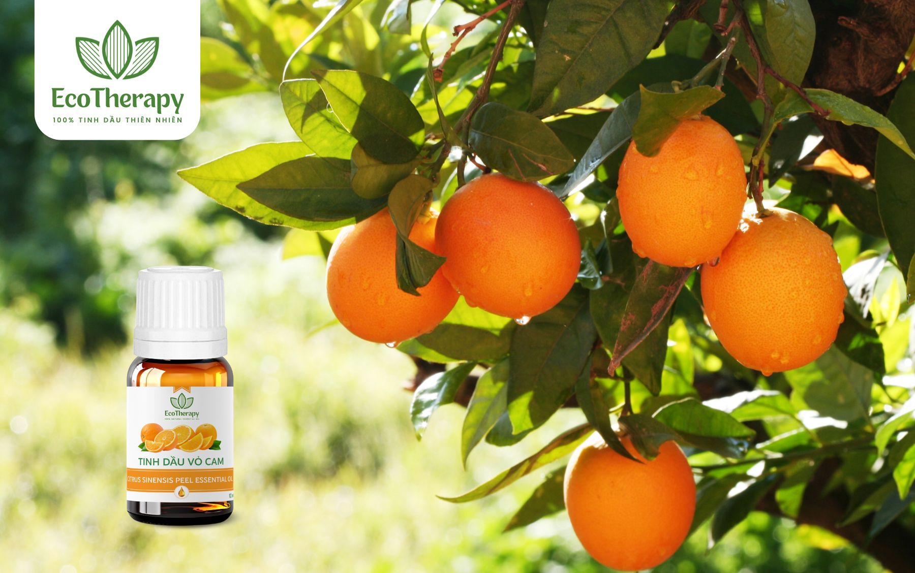 Tinh dầu Vỏ cam