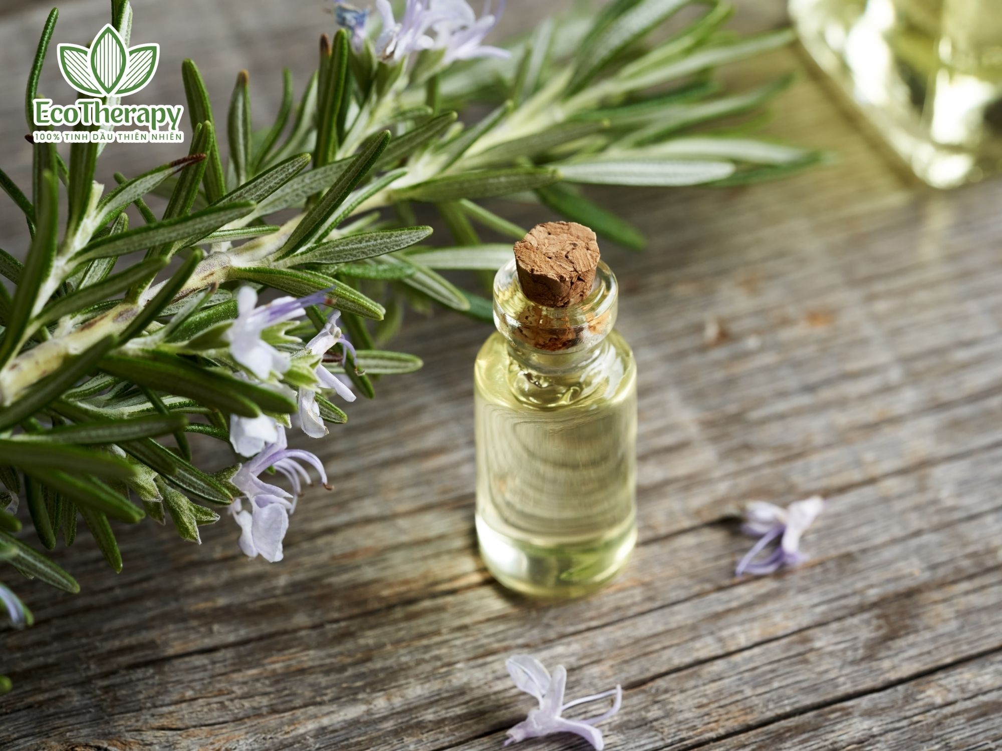 EcoTherapy: Lựa chọn hàng đầu cho lối sống khỏe mạnh và bền vững.