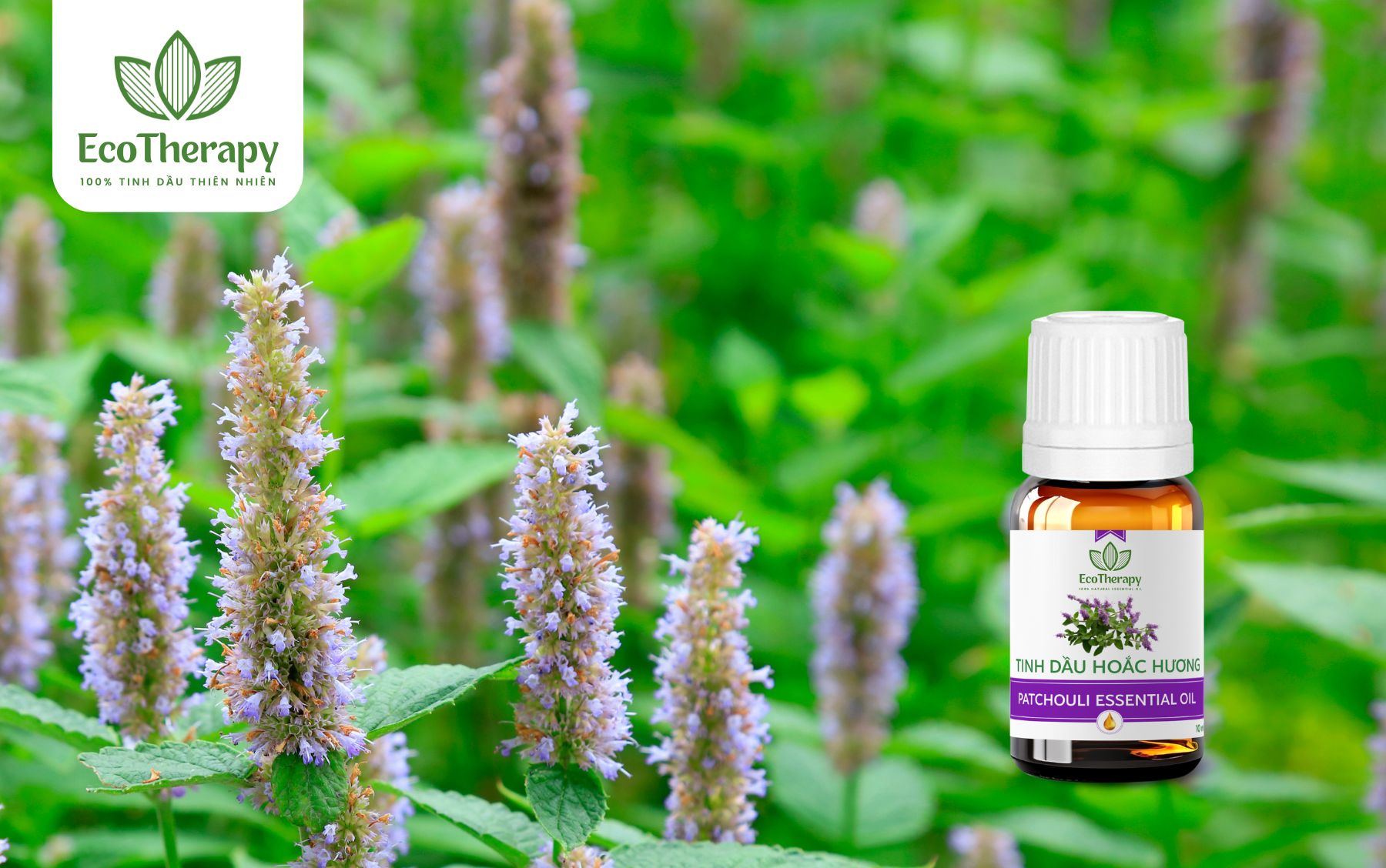 Tinh dầu Hoắc hương