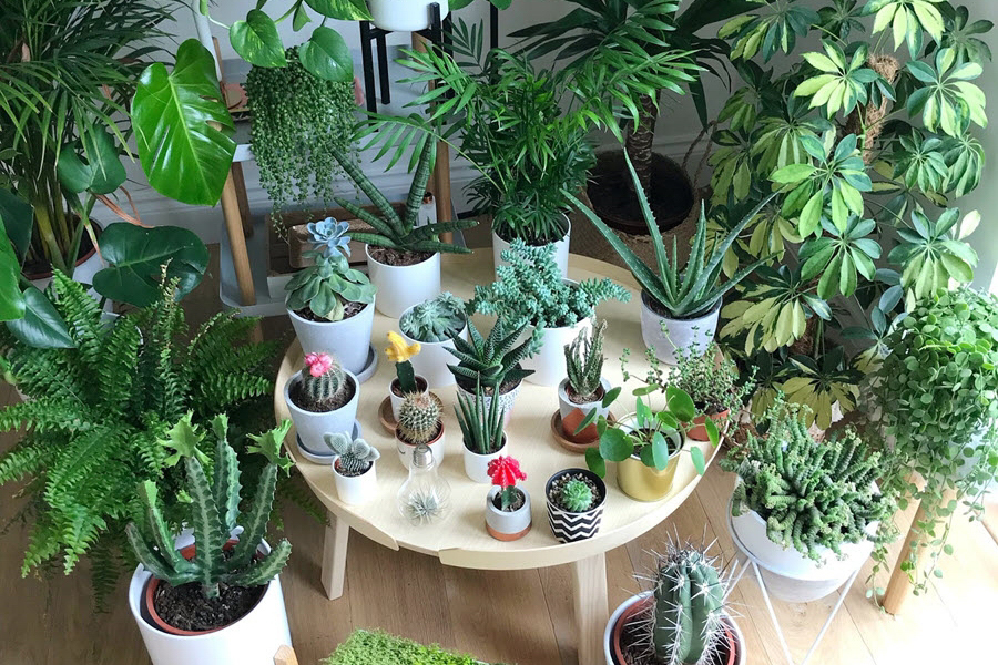 các loại cây cảnh