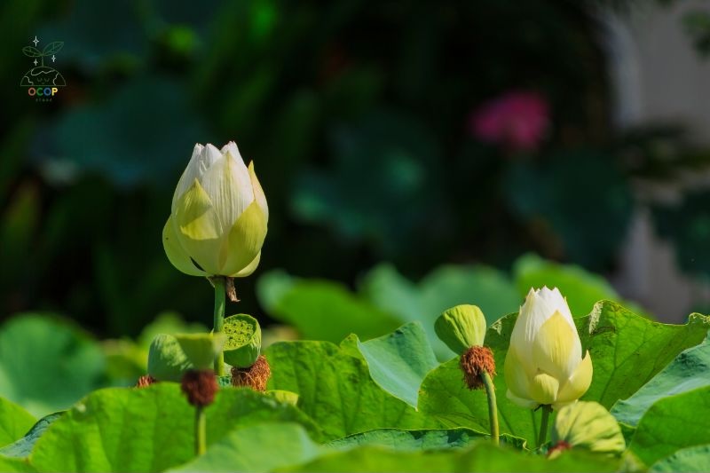 Hoa sen được trồng nhiều tại Việt Nam