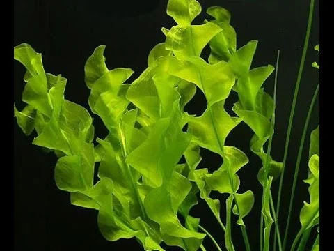 Cây choi xoắn Aponogeton Ulvaceus