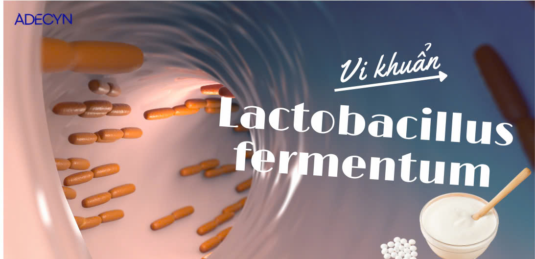 Lactobacillus fermentum