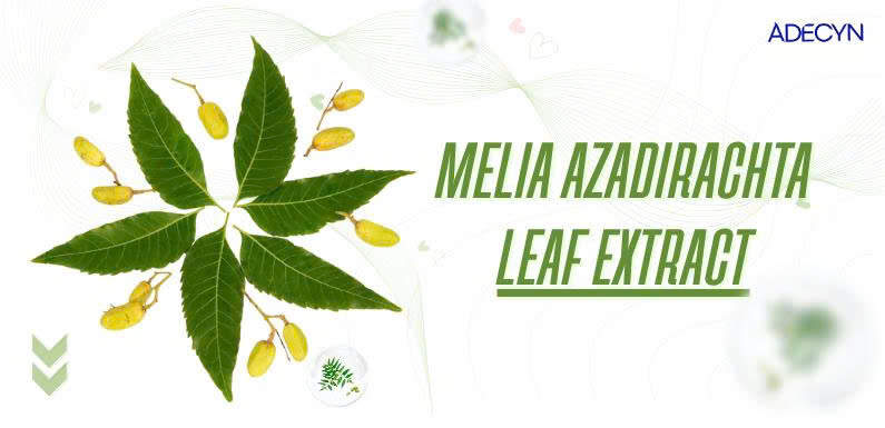 Melia Azadirachta leaf extract