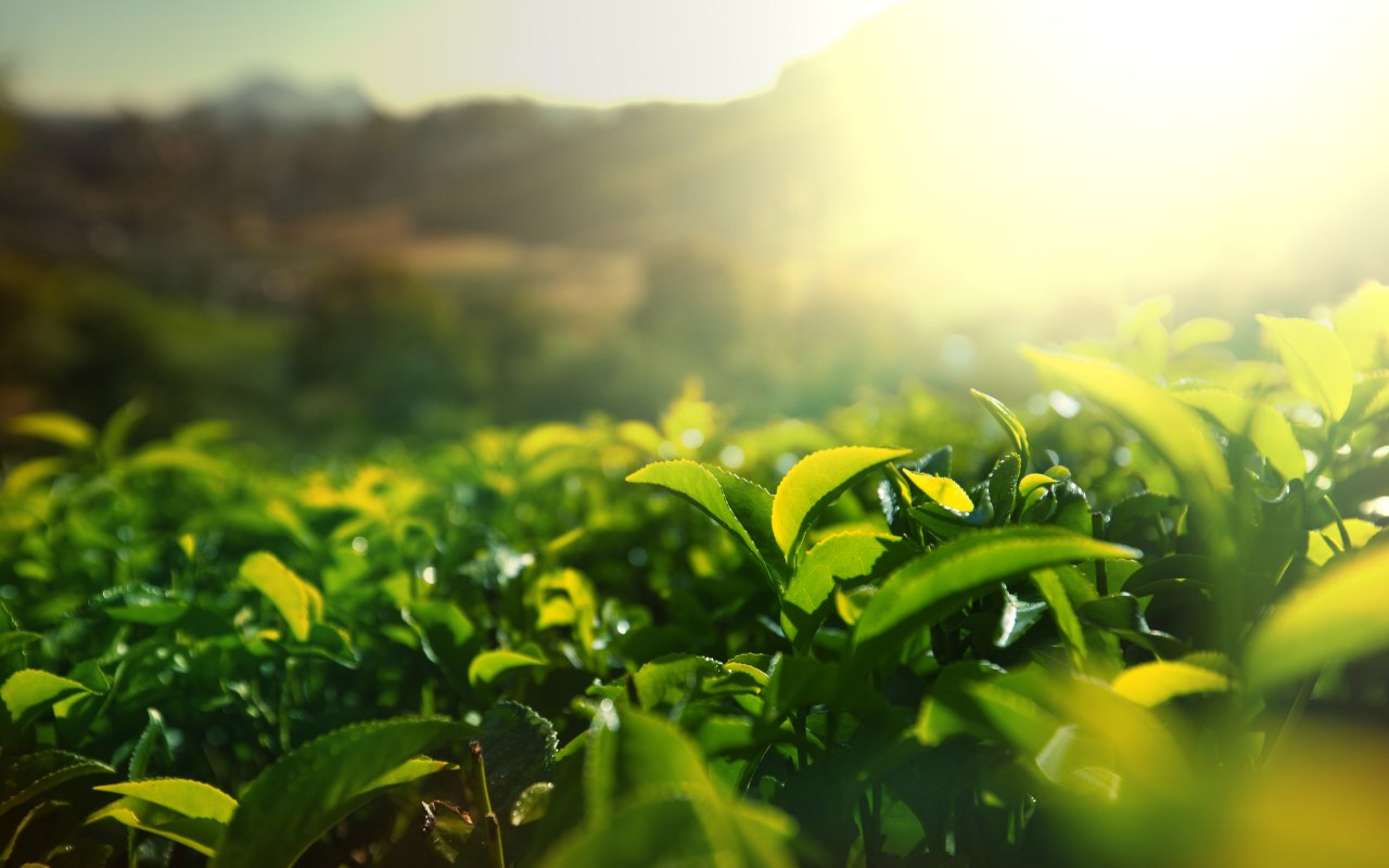 Làm Trà Túi Lọc Tại Nhà – Hướng Dẫn Chi Tiết, Tiện Lợi, Tiết Kiệm