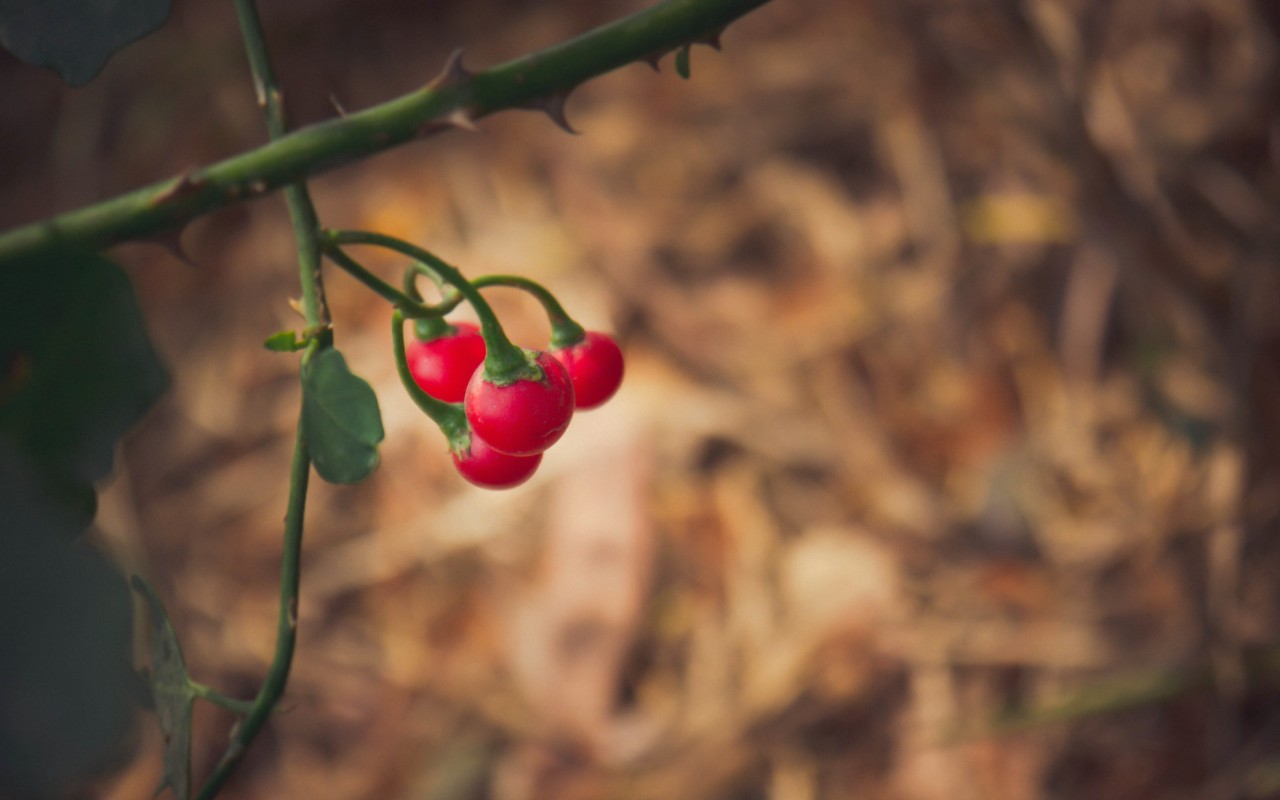 Trà Túi Lọc Cà Gai Leo – Hỗ Trợ Sức Khỏe Gan