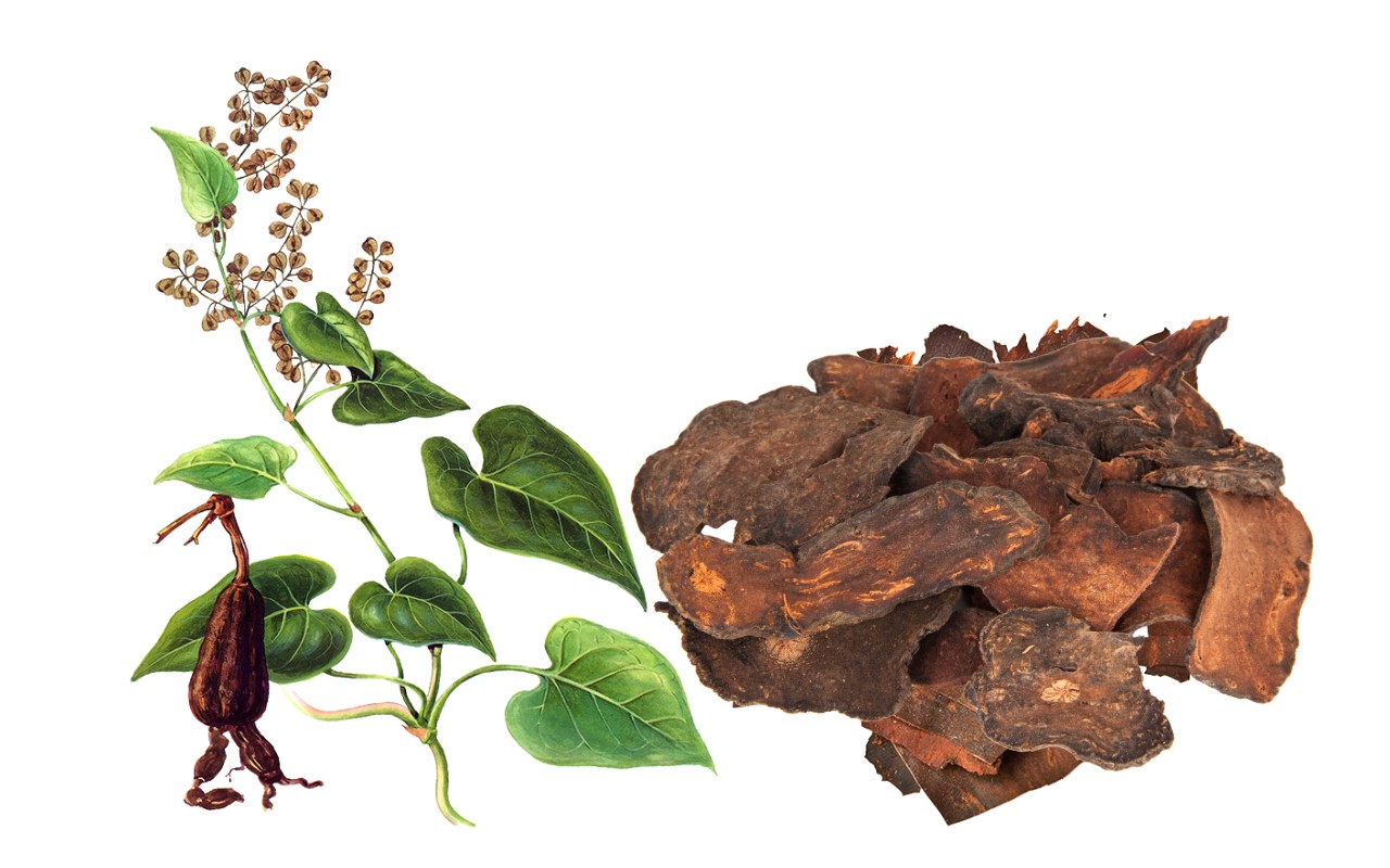 Tác Dụng Của Hà Thủ Ô Đỏ – Bí Quyết Cho Sức Khỏe