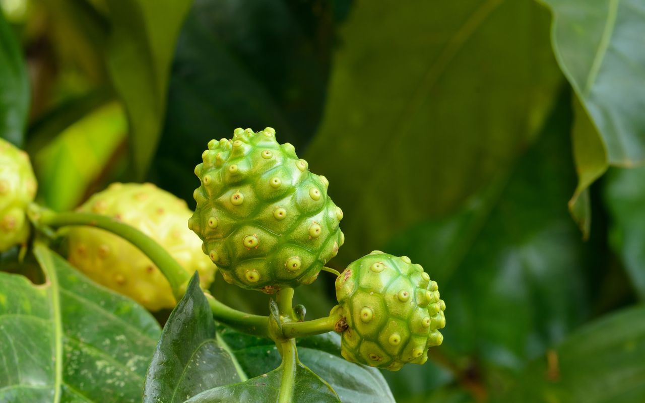 Trái Nhàu Giải Độc Gan: Tiềm Năng Hỗ Trợ Sức Khỏe Lá Gan Từ Thiên Nhiên