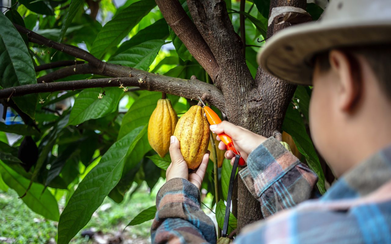 Cacao tốt cho tim mạch: Lợi ích và cách dùng