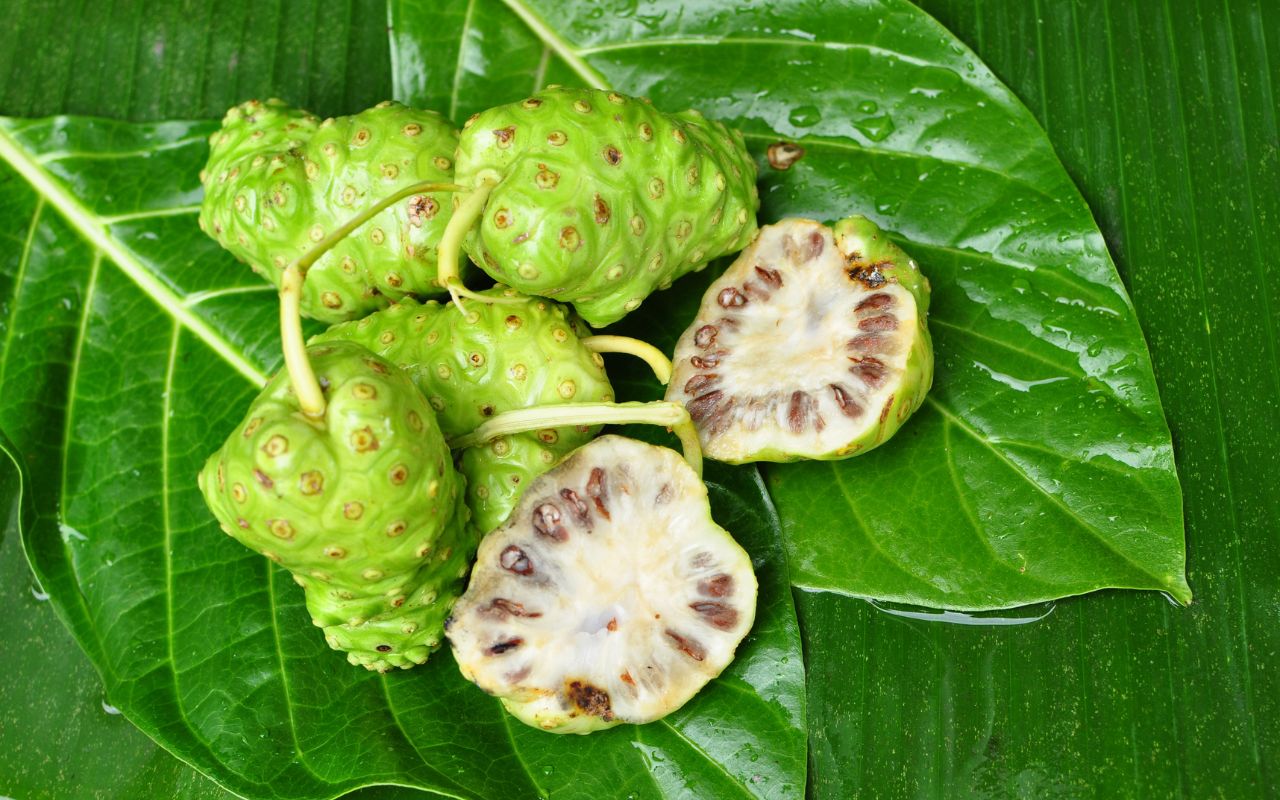 Trái Nhàu Hỗ Trợ Trào Ngược Dạ Dày: Khám Phá Tiềm Năng Từ Thảo Dược