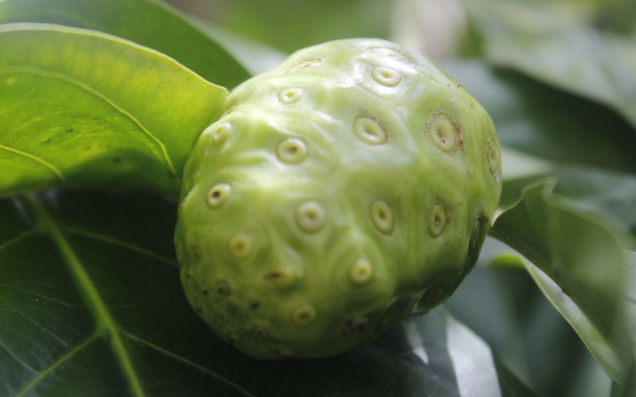 Trái nhàu ngâm đường – Món ăn ngọt và bổ dưỡng cho sức khỏe