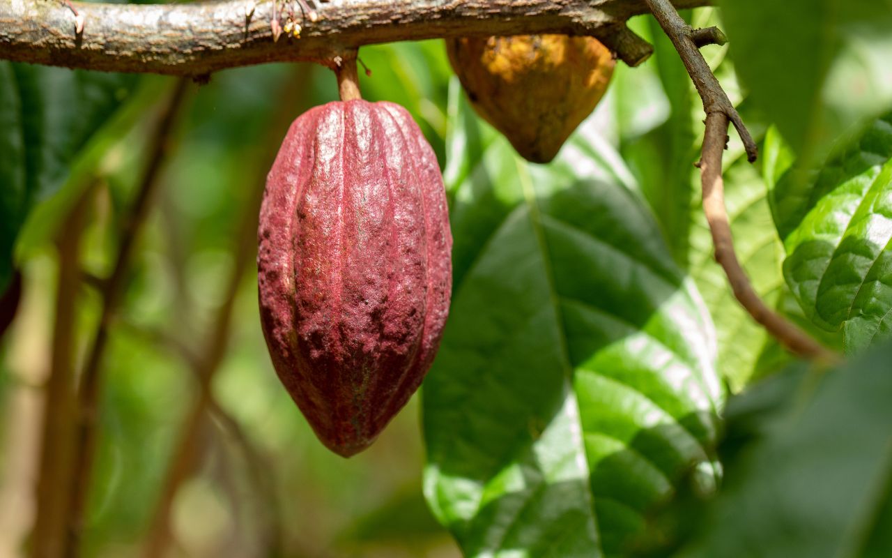 Cách pha cacao với sữa đặc chuẩn vị, thơm ngon