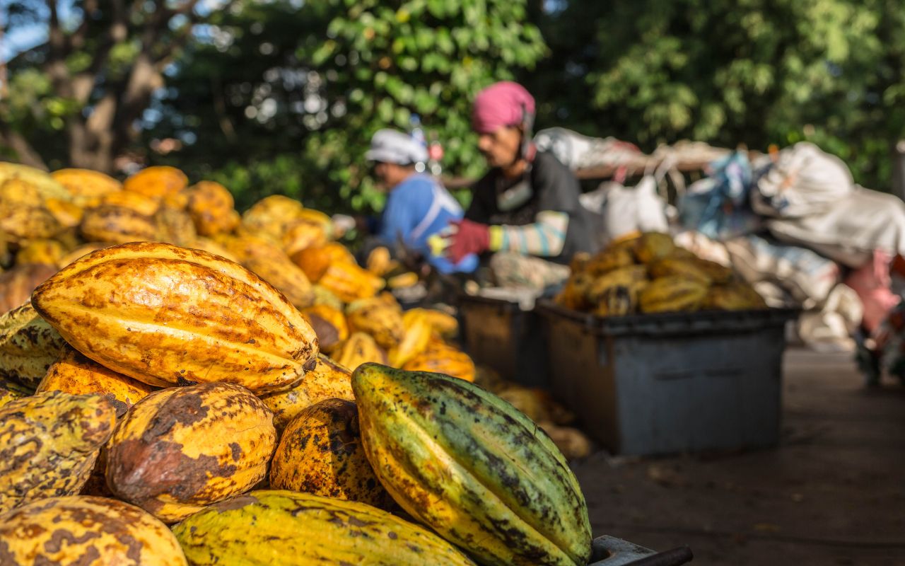 Cách pha cacao đơn giản, ngon miệng tại nhà
