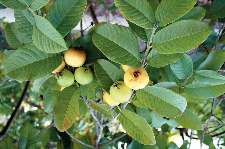 Lá Ổi Uống Nhiều Có Tốt Không? Những Lưu Ý Cần Biết