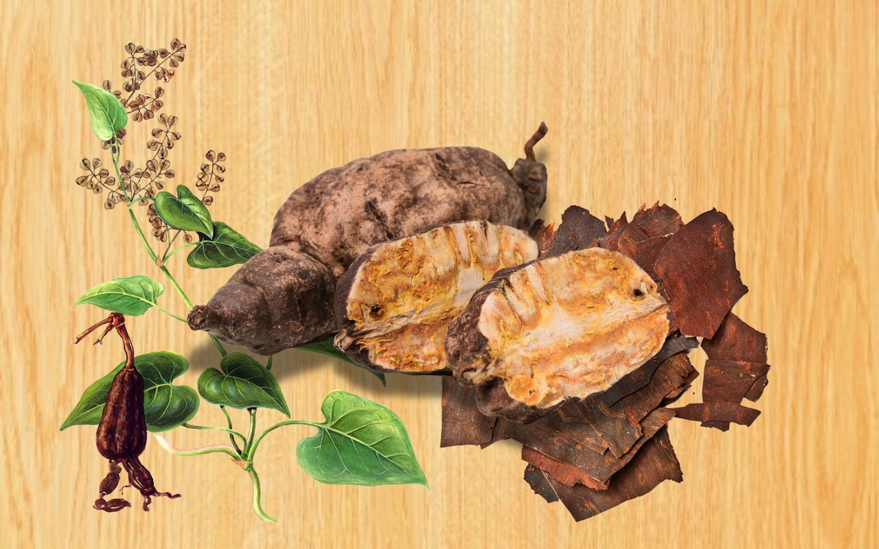 Tác Dụng Của Hà Thủ Ô Đỏ – Bí Quyết Cho Sức Khỏe