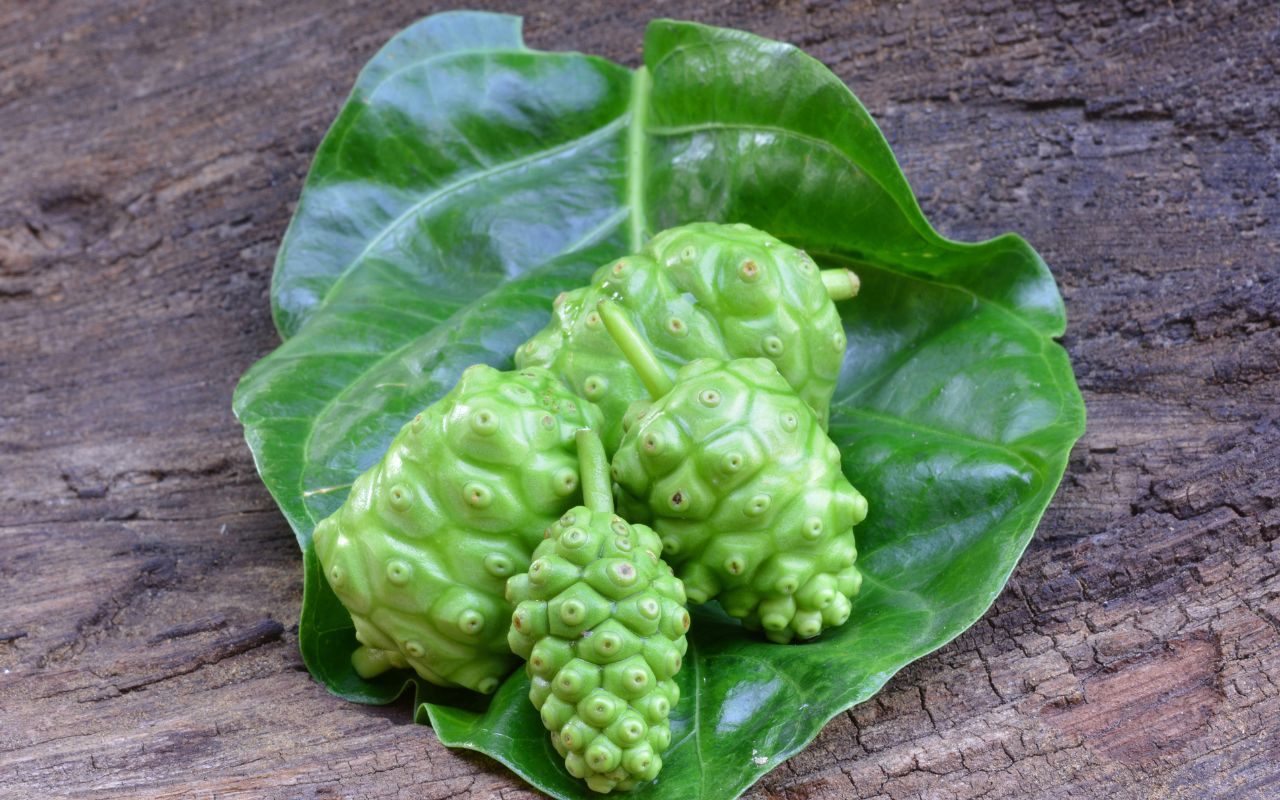 Trái Nhàu Hỗ Trợ Hen Suyễn: Tiềm Năng Giúp Hô Hấp Dễ Dàng Hơn