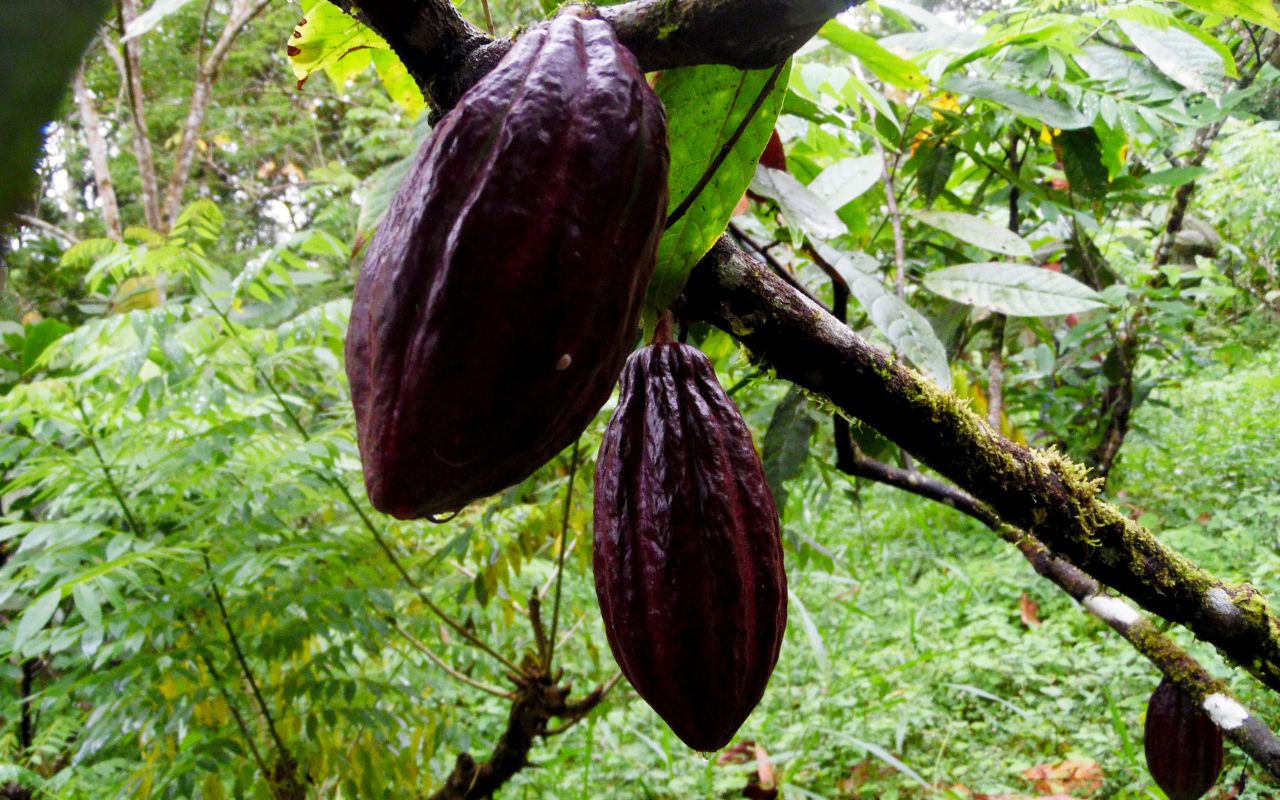 Công thức pha cacao sữa đá ngon tuyệt hảo