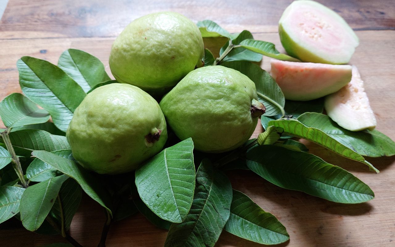 Uống Nước Lá Ổi Hàng Ngày Có Tốt Không? Lợi Ích Và Những Lưu Ý Quan Trọng