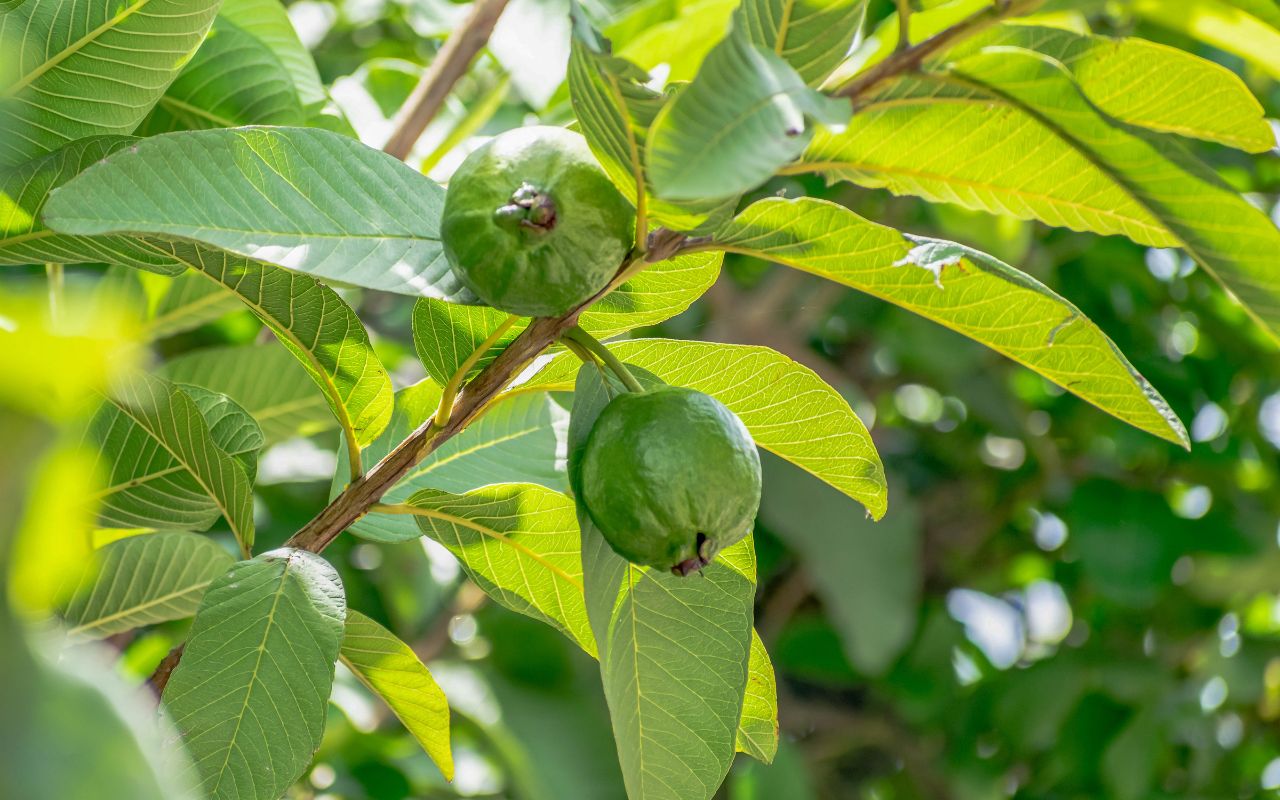 Ổi Có Tác Dụng Gì? 8 Lợi Ích Tuyệt Vời Cho Sức Khỏe Mà Bạn Cần Biết