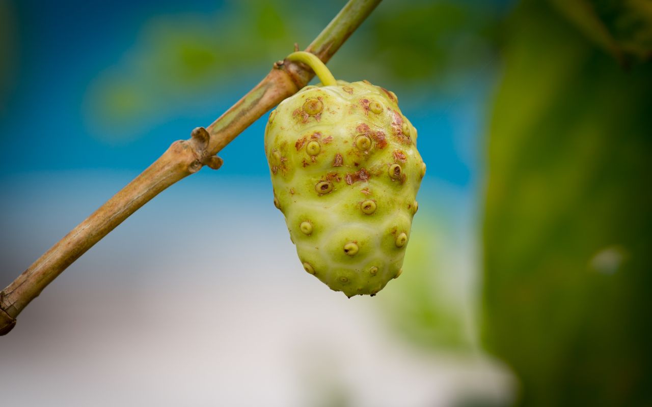 Trái Nhàu Tăng Miễn Dịch: Bí Quyết Tăng Cường Sức Đề Kháng Tự Nhiên