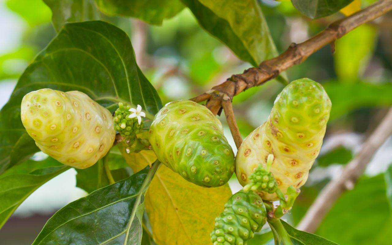 Trái Nhàu Hỗ Trợ Trào Ngược Dạ Dày: Khám Phá Tiềm Năng Từ Thảo Dược