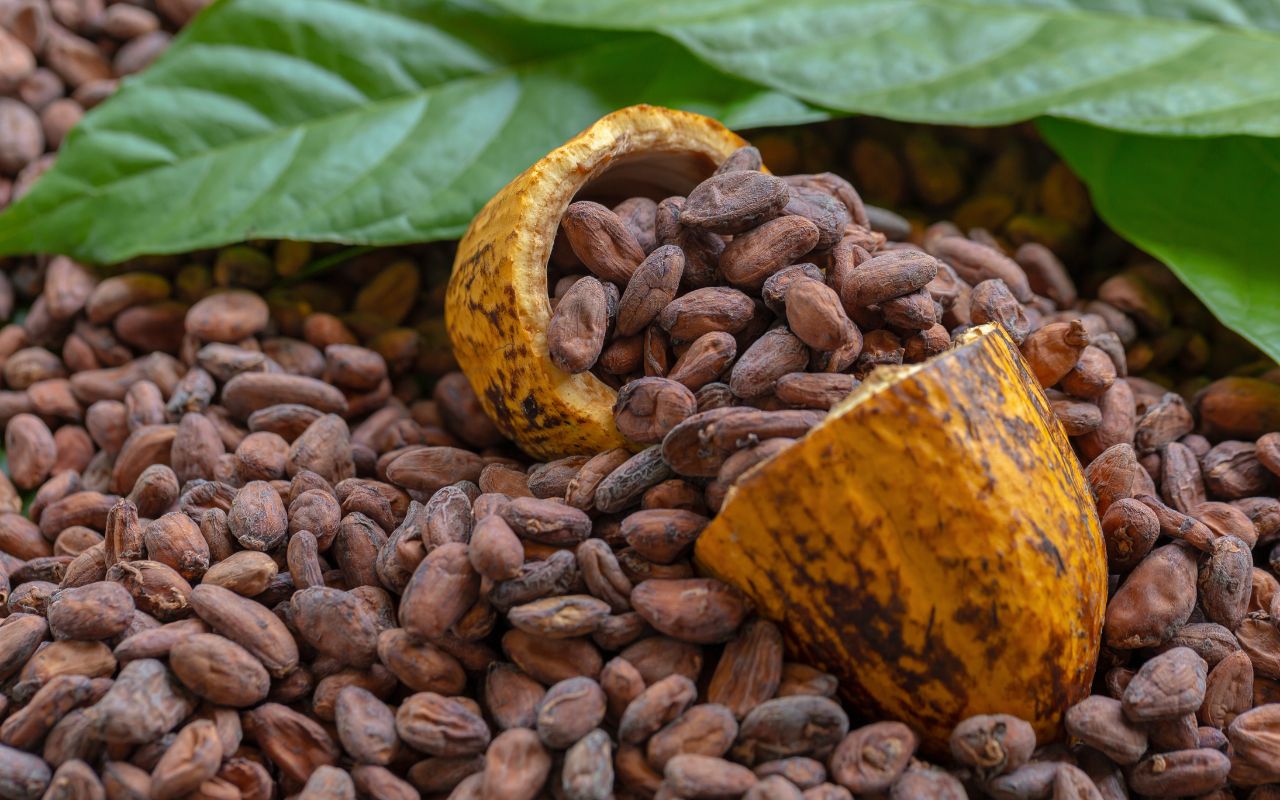 Công dụng của cacao đối với sức khỏe và làm đẹp