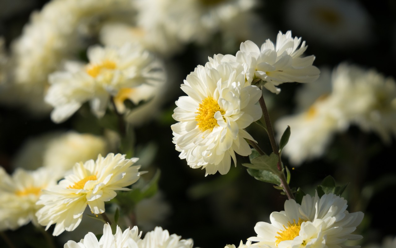 Công Dụng Của Hoa Cúc – Thư Giãn Và Thanh Lọc