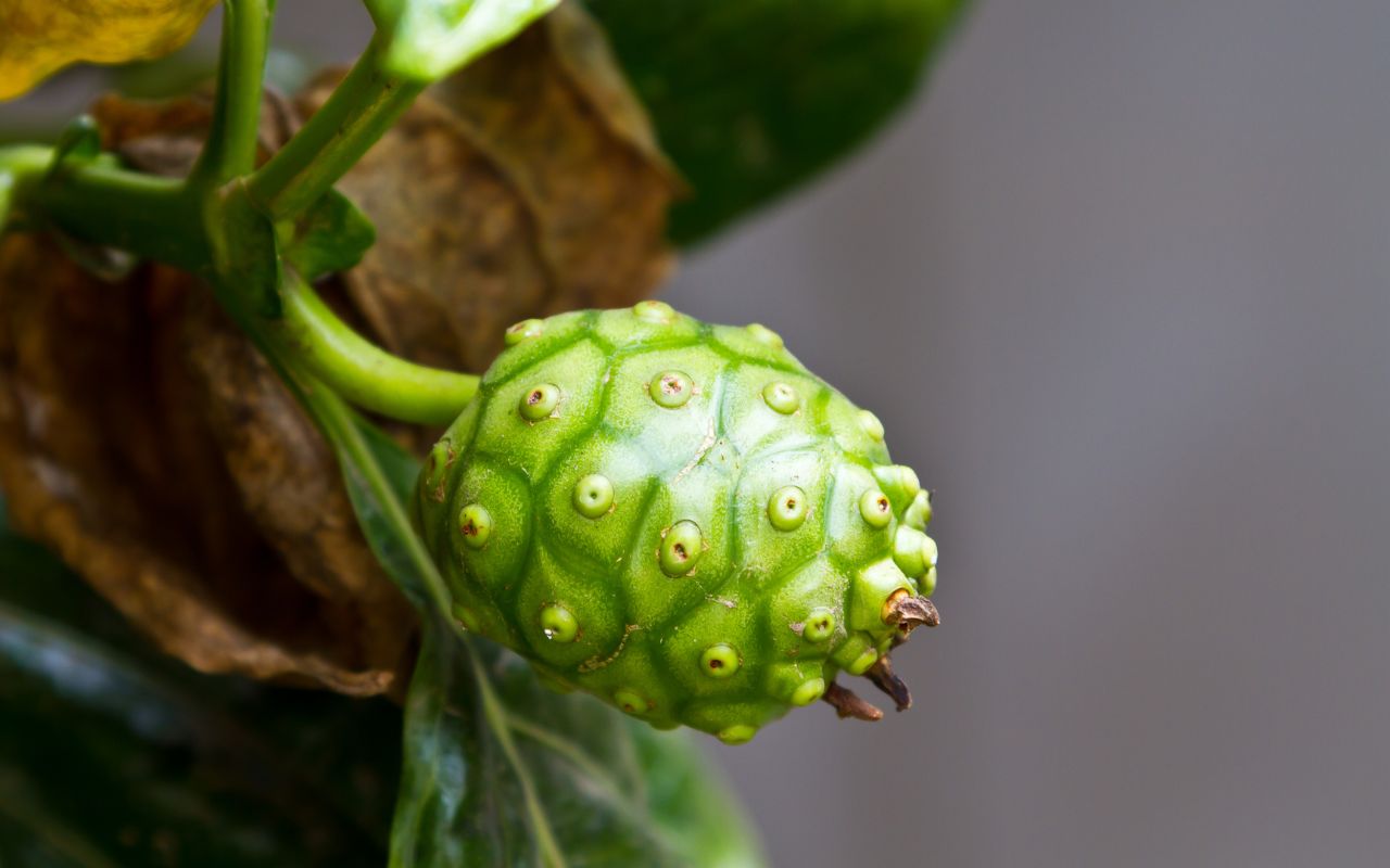 Trái Nhàu Giải Độc Gan: Tiềm Năng Hỗ Trợ Sức Khỏe Lá Gan Từ Thiên Nhiên