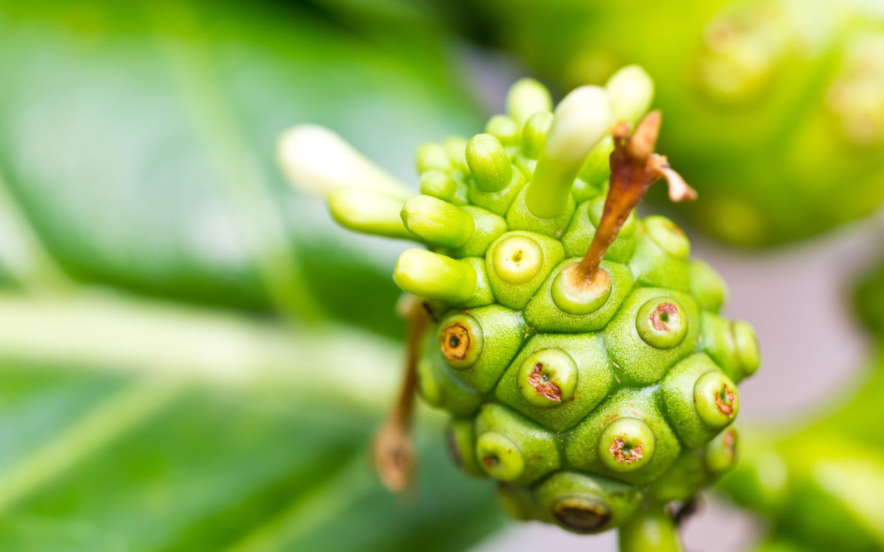 Trái Nhàu Điều Hòa Huyết Áp: Tiềm Năng Từ Thảo Dược Thiên Nhiên